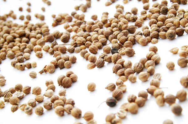 Coriander — Stock Photo, Image