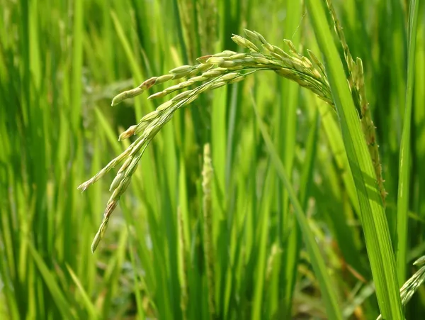 Ryż rosnący w pola ryżowego — Zdjęcie stockowe