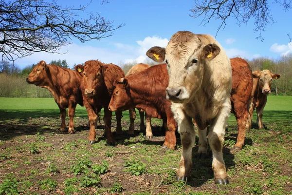 牛の群れ — ストック写真