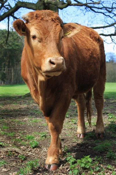 Fecho das vacas — Fotografia de Stock