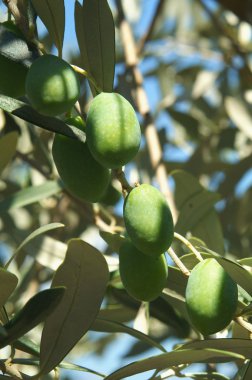 Ağaçta yeşil zeytin