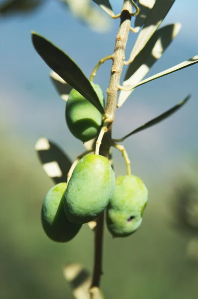 Green olives on tree — Stock Photo, Image