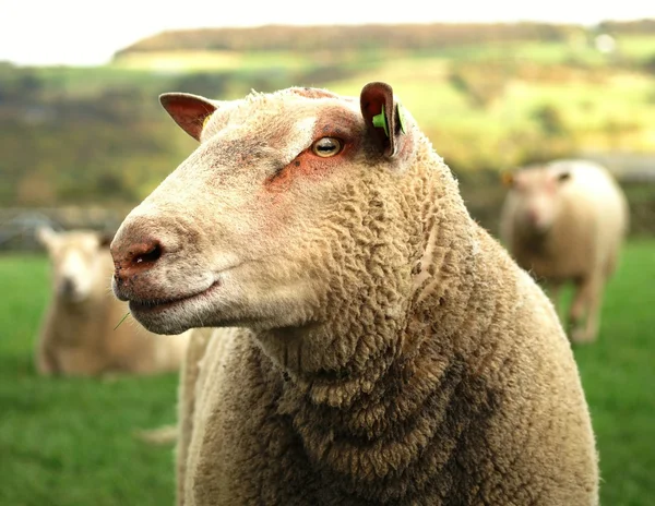 Schapen close-up — Stockfoto