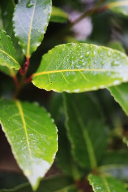 defne yaprağı ağaç üzerinde