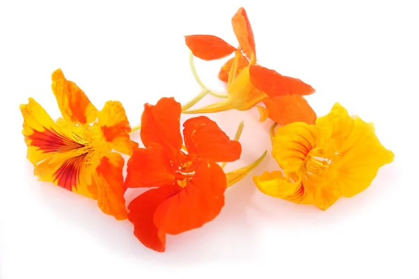 Edible flowers — Stock Photo, Image