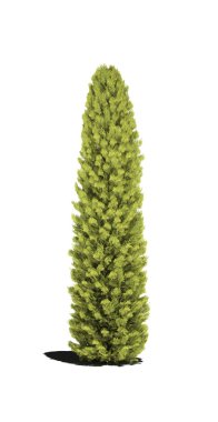 ağaç Mazı evergreen