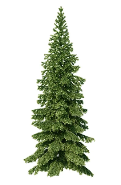 Fir tree — Stock Photo, Image