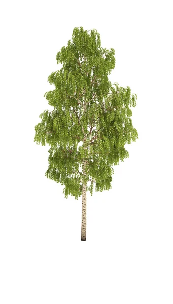 Birch tree — Stock Photo, Image