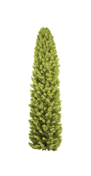 Tree thuja evergreen — Stock Photo, Image