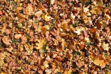 Sonbahar ağacı yaprakları