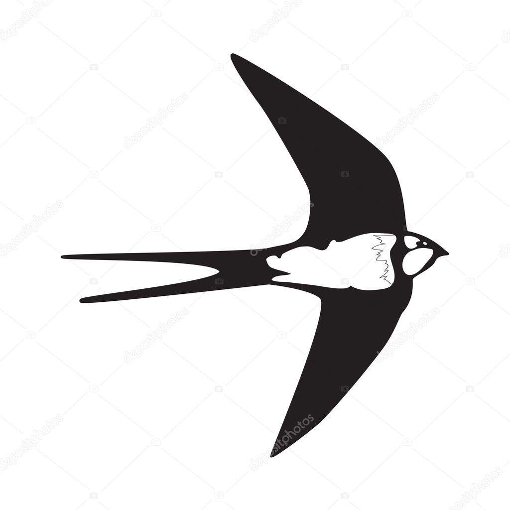 Swallow stock vector stanslavov1 39335285