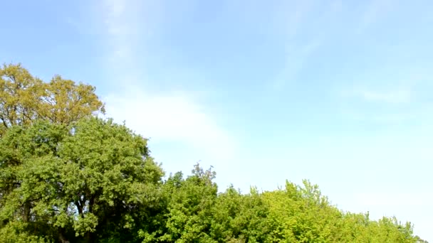 Ligne d'arbre 