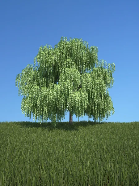 Tree with grass and blue sky — Stock Photo, Image