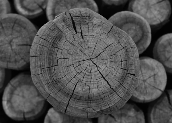 Sezione legno — Foto Stock