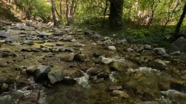 美丽的河流和森林 — 图库视频影像