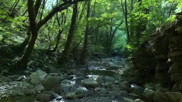 Hermoso Río Bosque — Vídeos de Stock