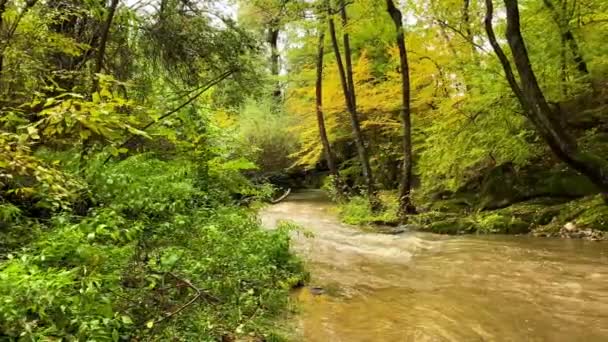 Flooded River Fall Autumn Season Forest — Stock Video