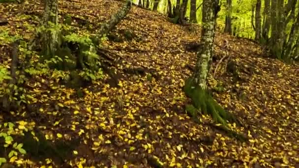 Setas Bosque Otoño Una Vista Del Bosque — Vídeos de Stock