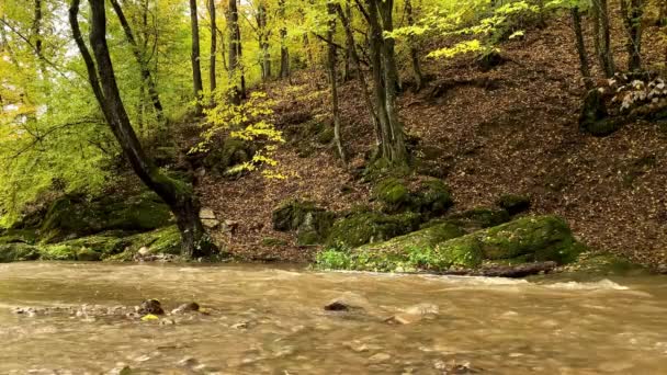 Flooded River Fall Autumn Season Forest — Stock Video