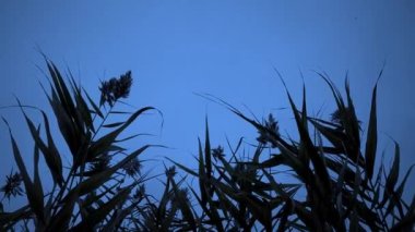 Otlar rüzgarla savruldu