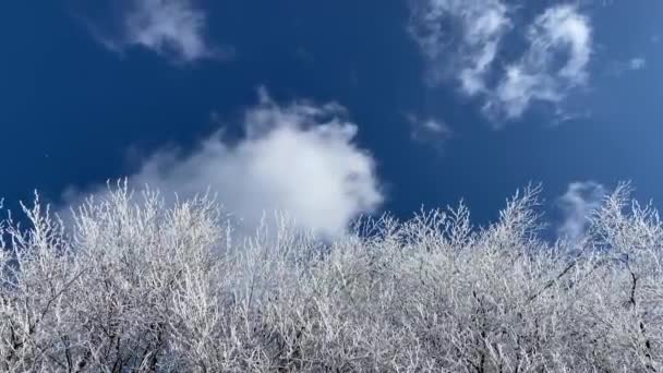 Frozen Trees Blue Sky Clouds Winter — Stock videók