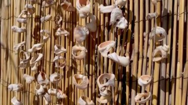 Bambu arka planda Rapani ve midye egzotik deniz dekorasyonu