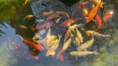 Cyprinus carpio Japon balığı göl havuzu arka planında