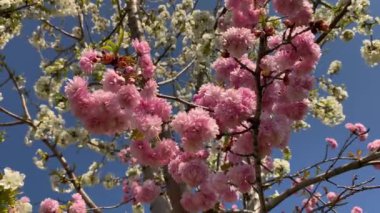 Prunus serrulata çiçekli bahar video arkaplanı