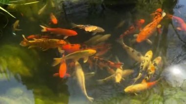 Cyprinus carpio Japon balığı göl havuzu arka planında