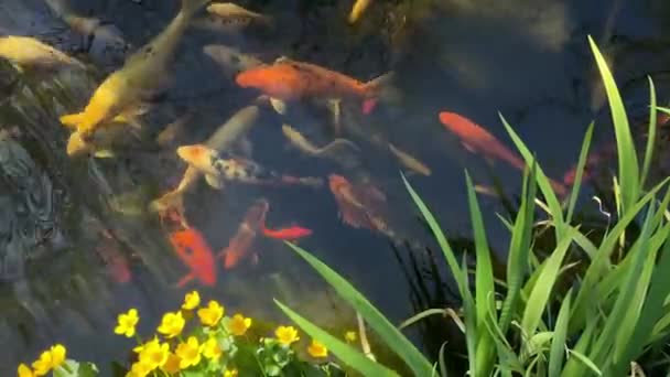 Cyprinus Carpio Japonia Ryby Relaks Jezioro Staw Wideo Tło — Wideo stockowe