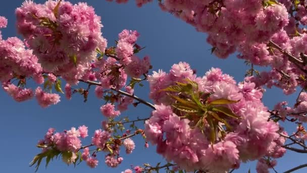Prunus Serrulata Blüte Frühling Video Hintergrund — Stockvideo