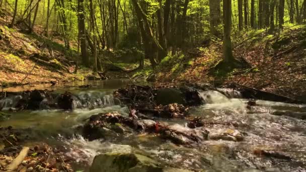 Calm River European Forest Lots Greenery Tranquility — Stock Video