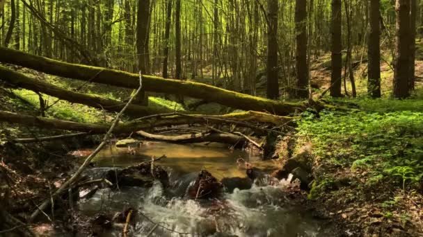 Calm River European Forest Lots Greenery Tranquility — Stock Video