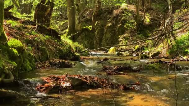 Ηρεμία Ποτάμι Στο Ευρωπαϊκό Δάσος Πολύ Πράσινο Και Ηρεμία — Αρχείο Βίντεο