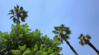 Palm Line video arkaplanı