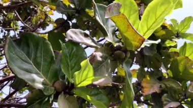 Ficus lyrata video arkaplanı