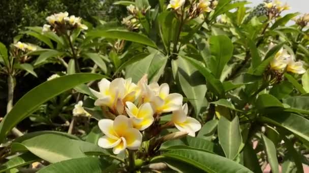 Frangipani Plumeria 봉오리 클로즈업 비디오 — 비디오