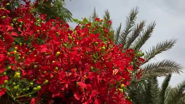 Delonix Regia Com Fênix Palma Vídeo Fundo — Vídeo de Stock