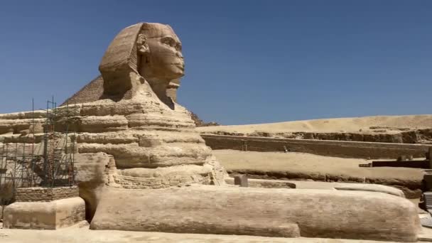 Egypt Sphinx Video Panorama — стокове відео
