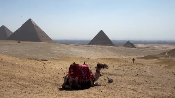 Piramida Wielbłąda Panorama Skoki Spadochronowe — Wideo stockowe