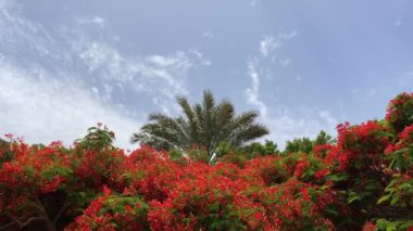 Phoenix Palm Video geçmişine sahip Delonix regia