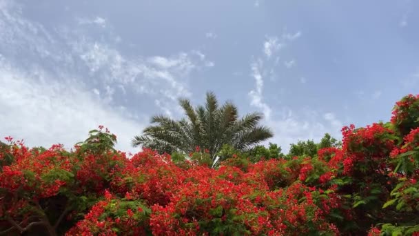 Delonix Regia Com Fênix Palma Vídeo Fundo — Vídeo de Stock