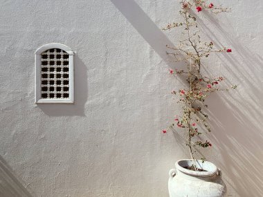 Mediateryen Denizi kompozisyonu çiçek ağacı saksısı egzotik dış görünüş