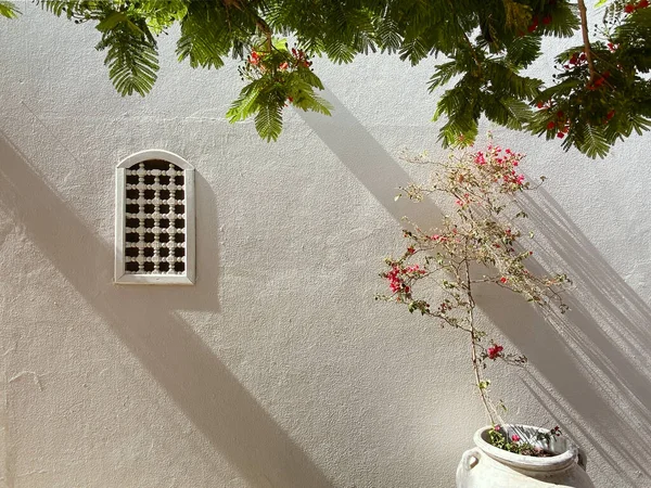 Mediateranisches Meer Zusammensetzung Blume Fenster Baum Topf Exotisch Außen — Stockfoto