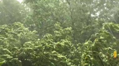 Avrupa 'da şiddetli yağmurlu yaz fırtınası