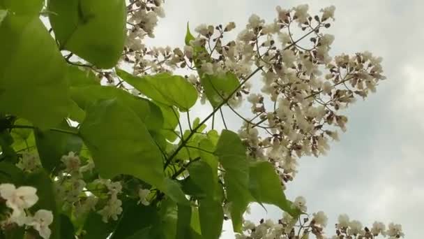 Katalanska Blommade Träd Video — Stockvideo