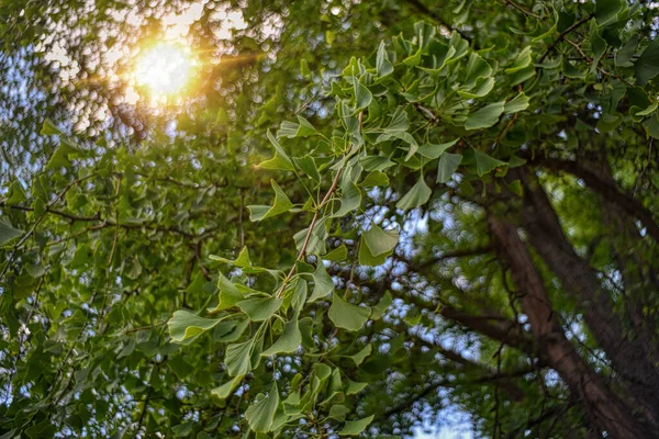Ginkgo Biloba Grüner Baum Hintergrund — Stockfoto