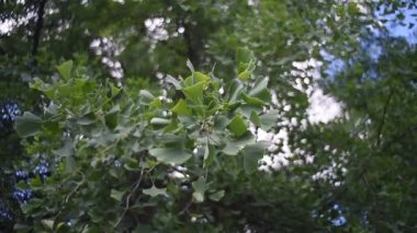 Ginkgo biloba yeşil ağaç videosu