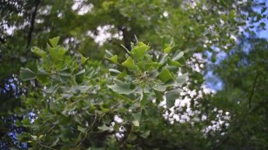 Ginkgo biloba yeşil ağaç videosu