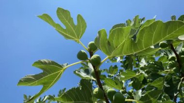 Ficus carica fig tree with fruit close up video